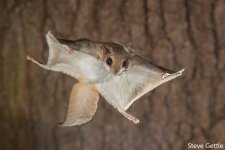 settle-squirrels4-900x600.jpg